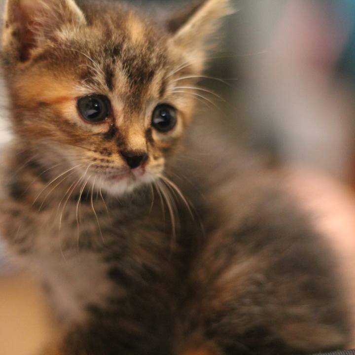 C9ed38ad b37f 4628 8c96 a306ff1598cc