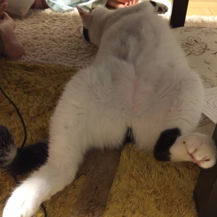 C9efe5c6 988b 43c8 bb70 f86d09101527