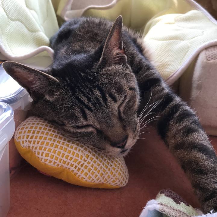 C9f0357c e01d 471c a8bd 56f0653803c0