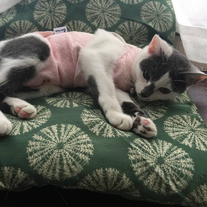 C9ff7afa d812 4060 b969 844ce6938255