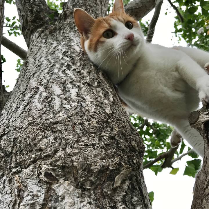 Ca011a7a 6f7a 4aaf b148 c0a15fbe8135