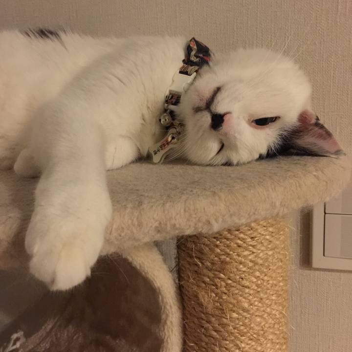 Ca04fb1c 7c0e 4d08 ae03 21626e41e8bc