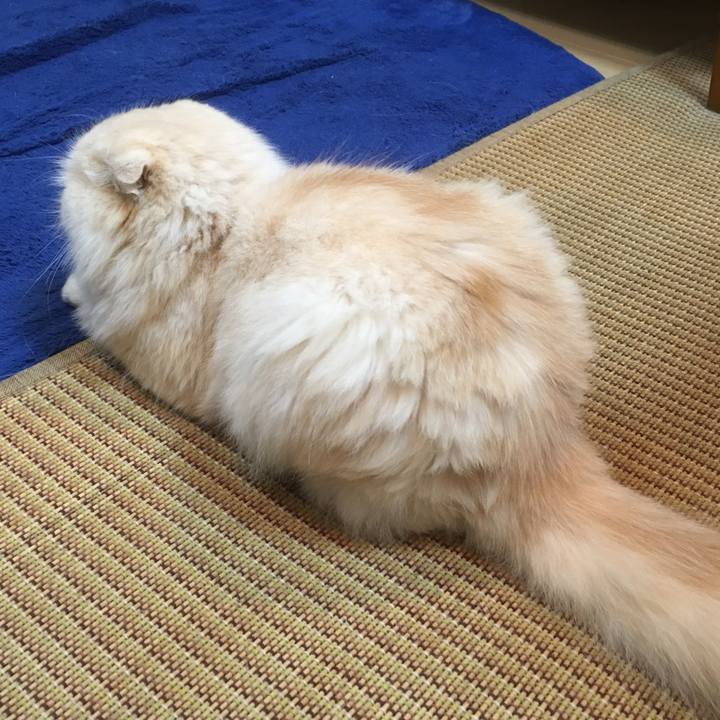 Ca05aa49 e009 496e 9b52 ad99d372dcbe