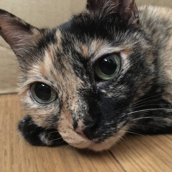 Ca0ce1ac 4a89 40d5 ba7b 0b7187f0794a