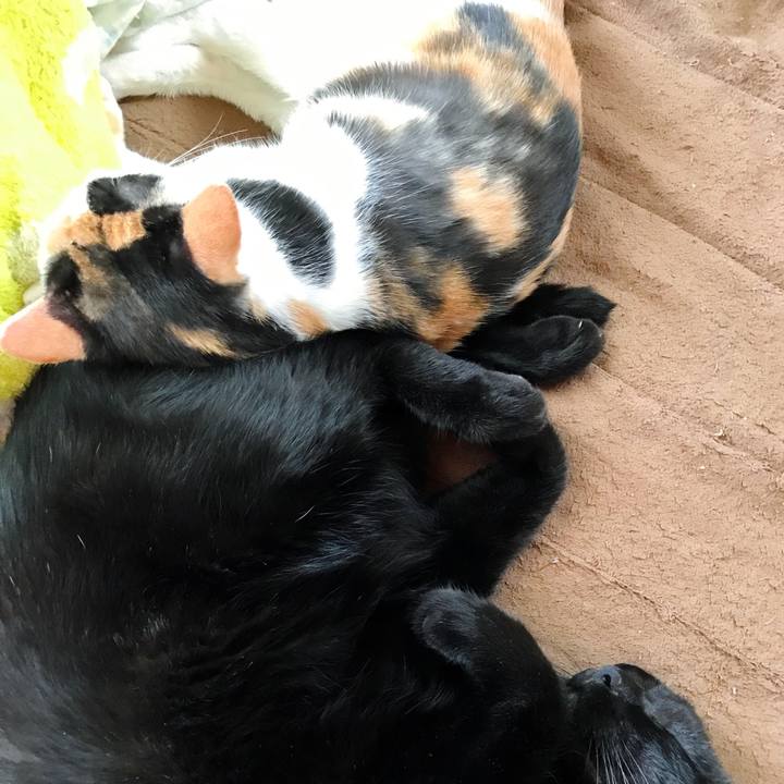 Ca116915 d986 4266 8aca fbaec68bc770