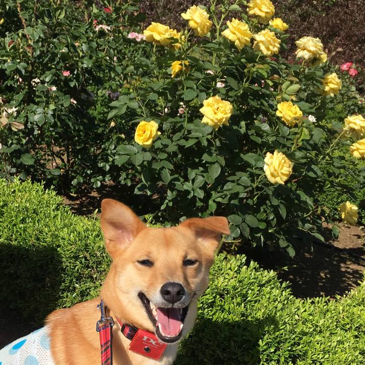 Ca11ca47 faea 445c 949c c2c990c85779