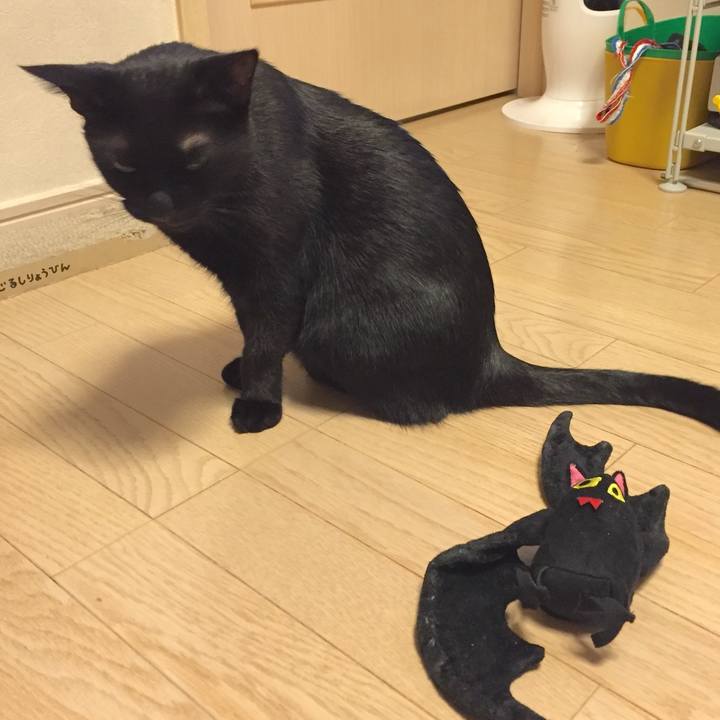 Ca166588 fa4a 47dd b212 f8fc437a1bd5