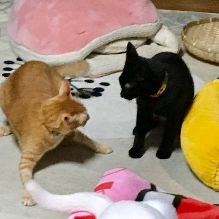 Ca1a8dce bdaf 42cb 8fcb 5606110db420