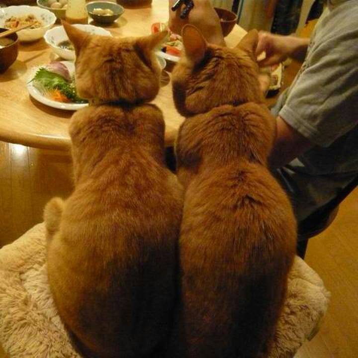 Ca1e819a d2be 4211 b1db 2275e310033c