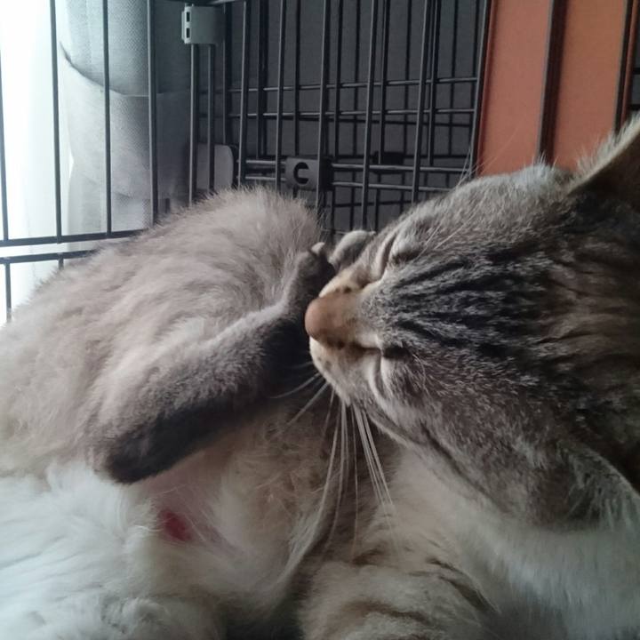 Ca1f1d9c d685 4603 b3ca f04722ecf505