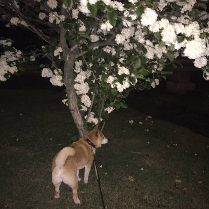 Ca28582f 394d 44f7 937a 15e9aa26d81c