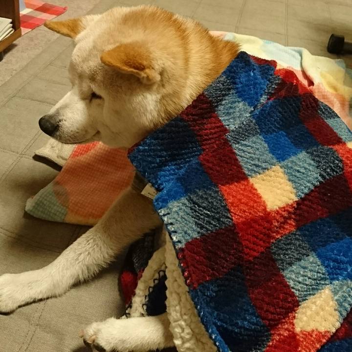 Ca2b7621 c7d2 4086 9ad2 8a7c90190ad2