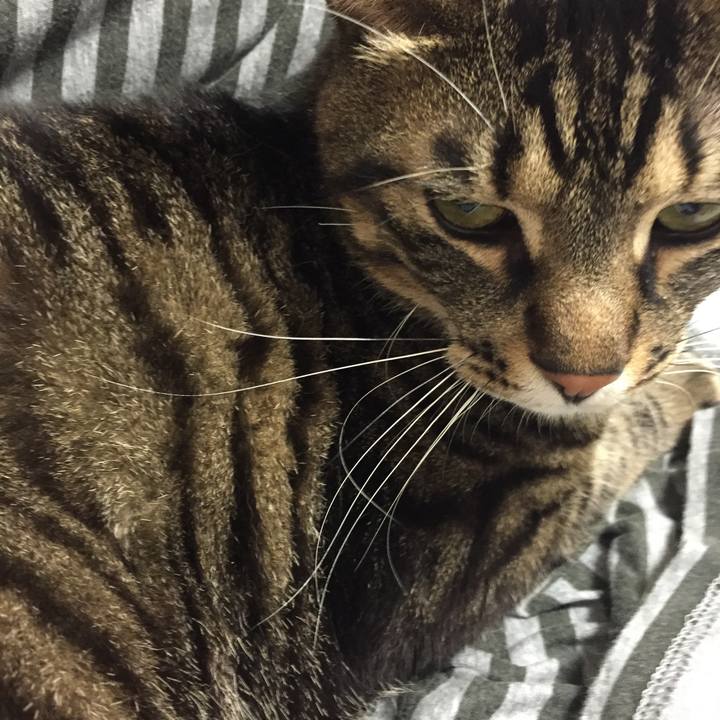 Ca336a14 0e80 4800 8847 f8975c6433a0