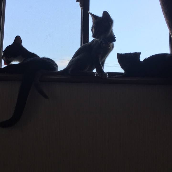 Ca3e5236 6e57 4a87 89e1 e0c9cd9b07fd