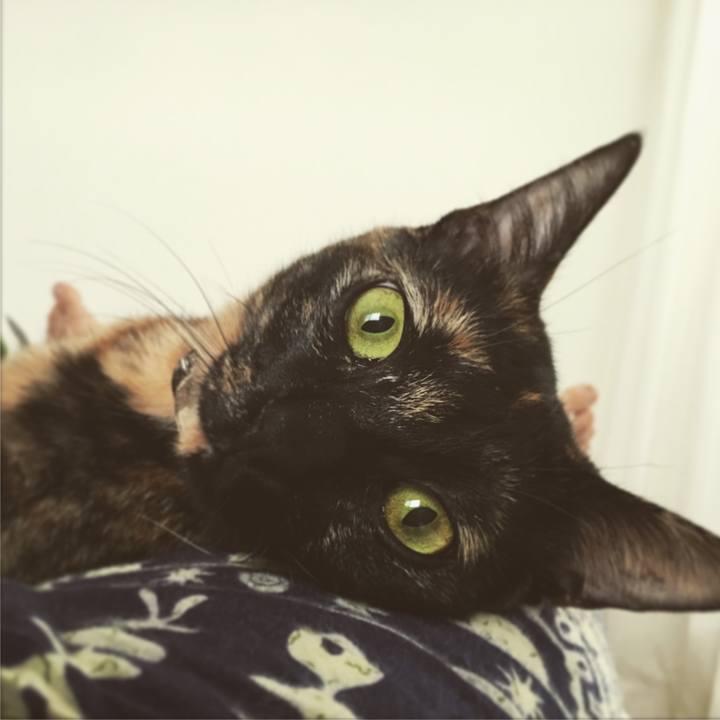 Ca45e652 8326 42b8 ba14 008259391205