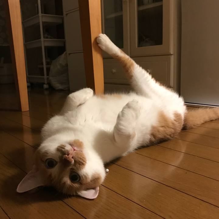 Ca4a0cae 5f1a 4fcc 807d c83823cedb60