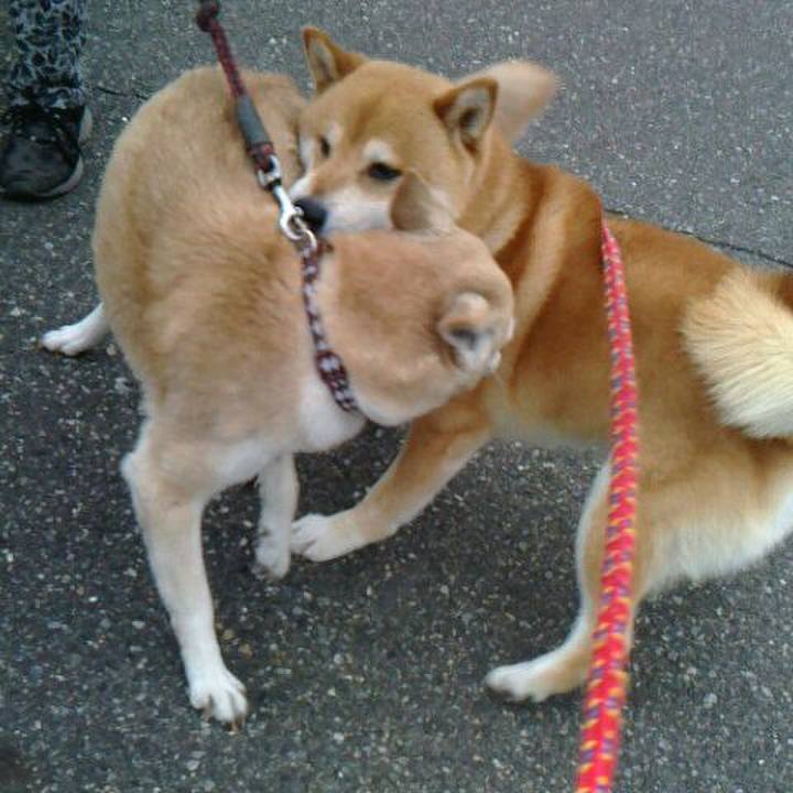 Ca4c6028 6d86 4e72 8cdb 973842886986