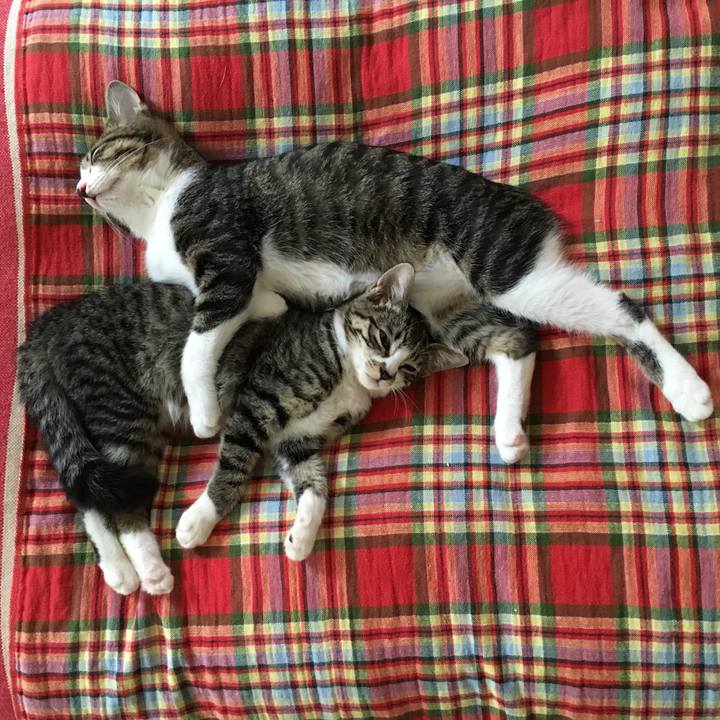 Ca4ed509 71de 41a7 b3c8 01c62ee516fb