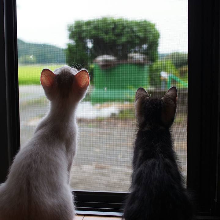 Ca503990 3807 4933 8dfc c32c76cd19e3