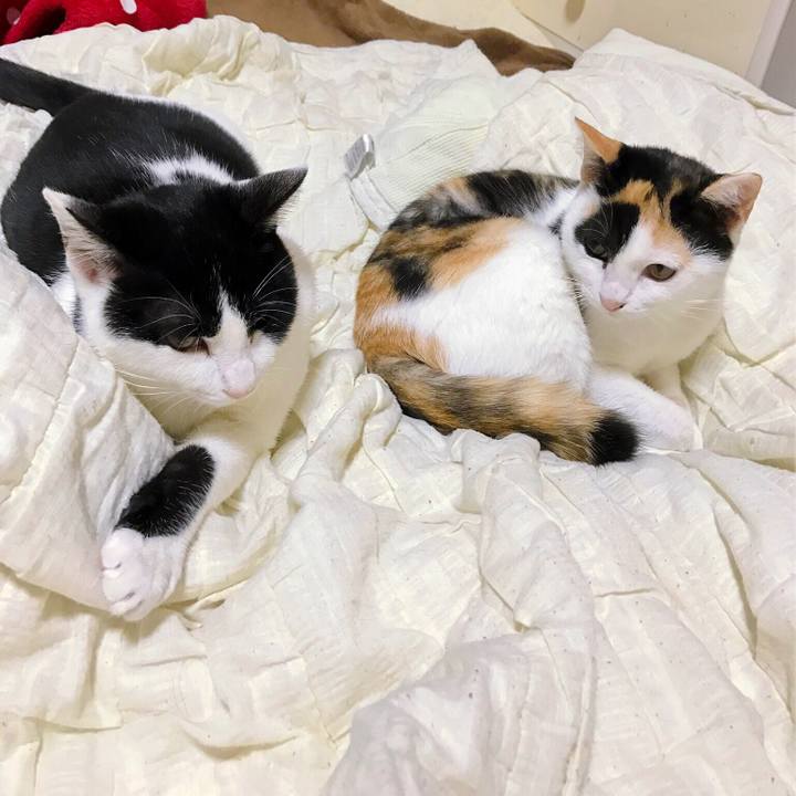 Ca5c9909 1283 4a12 8d07 0275151fdc22