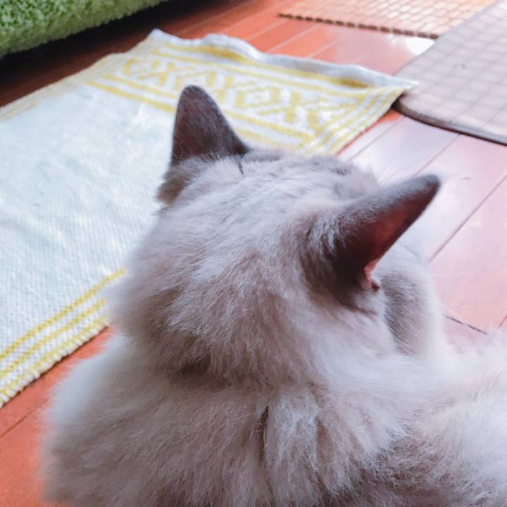 Ca64f596 c5c5 4ace 90bb f8365bc3fbda