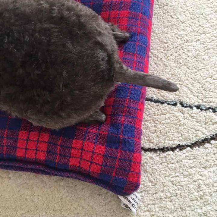 Ca6a507b fd12 454c b660 42ed8204eaac