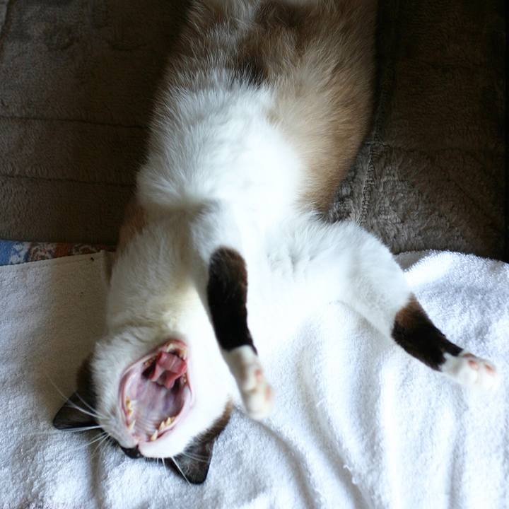 Ca752324 8900 4f77 8c4a 267bc111e4a9