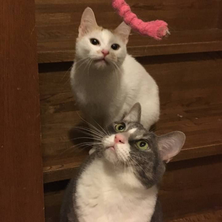 Ca75c9a5 04ff 475b ad59 240312646094