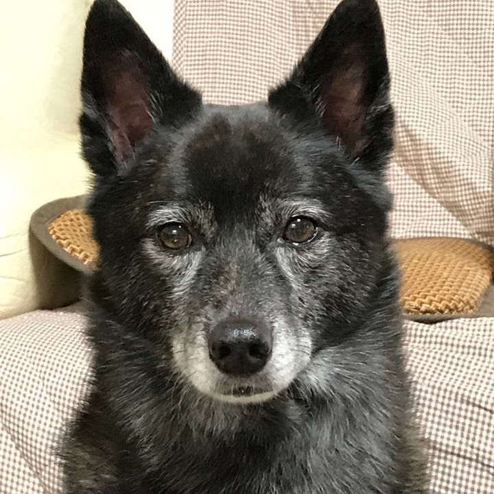 Ca7e15d4 8e8b 497d bee2 c257e214038d