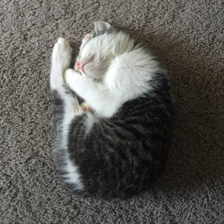 Ca81f608 4b41 4a2d 964e 4487301e70a1