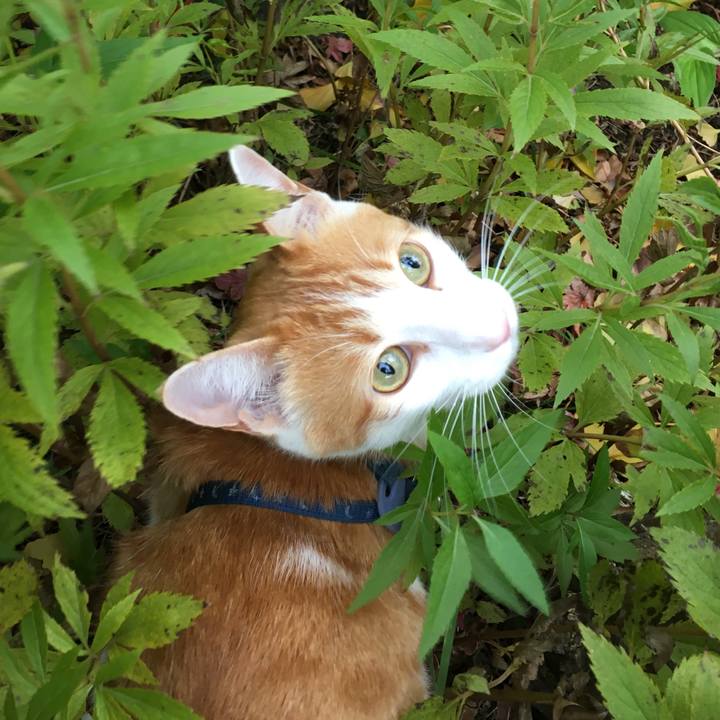 Ca86380d ef26 4589 b2b4 340ad9861ec7