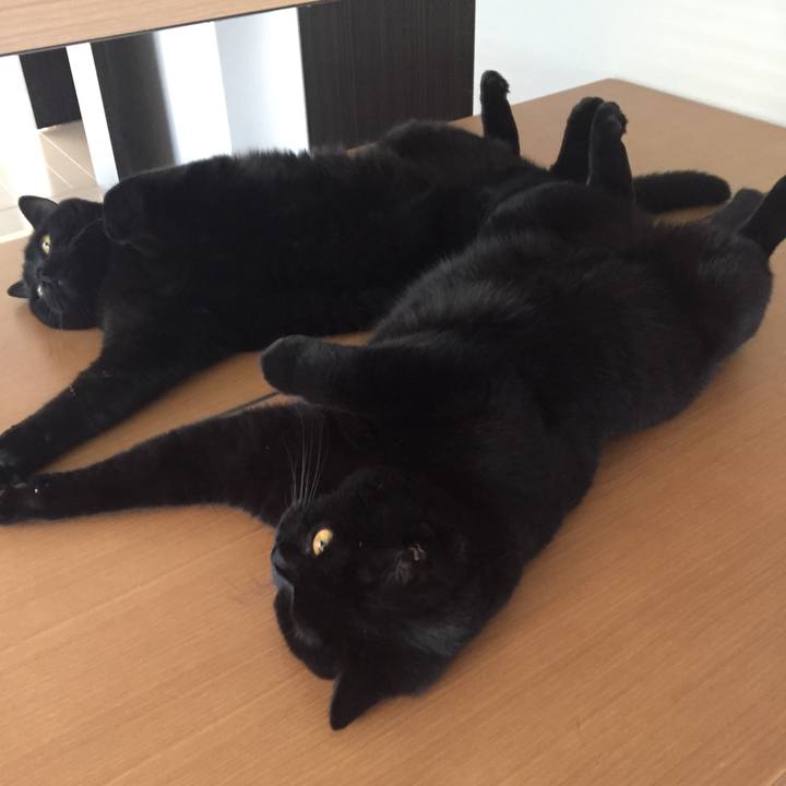 Ca864afe d642 47f8 86b9 fc259051e236