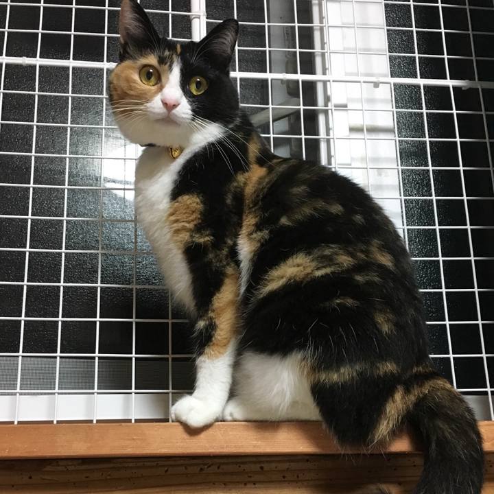 Ca8775be 63c3 4f29 bb1f 3d3e44e632f3