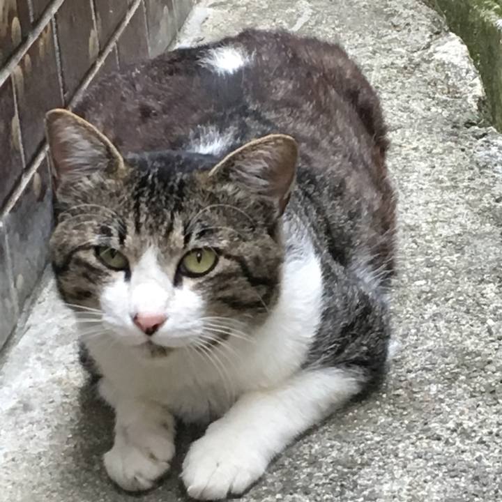 Ca891fc5 3559 4395 8ed4 f5aea4fdb387