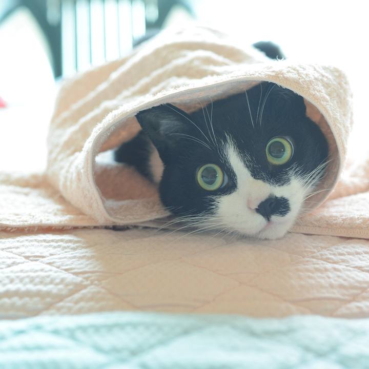 Ca8e8fea b581 4b0e ba40 ea9daa54d3c1