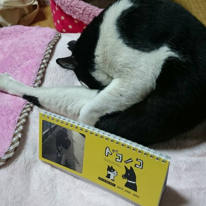 Ca90644e 8960 4c79 b2a3 c69f7d29eb5d