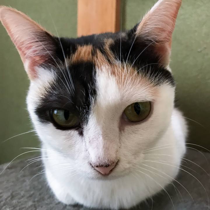 Ca987573 3ac2 4455 aa45 ae10feaedd82