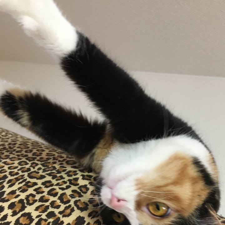 Ca9f5d0c fecb 4787 b96a 6b88a1e671d2