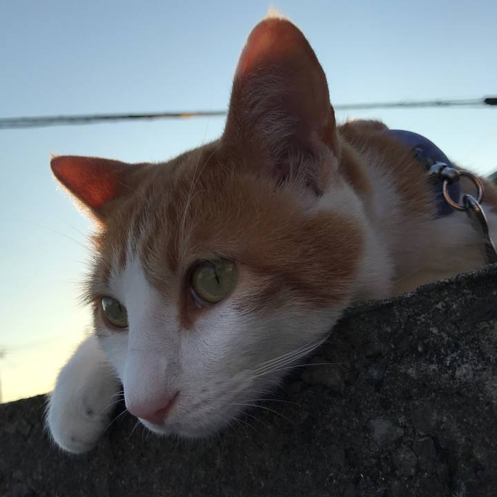 Caa7e12f c490 42f0 94a1 b33159211143