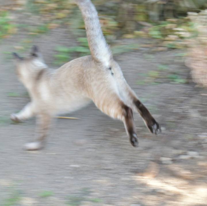 Caaccf6b 886a 4f0d a8e0 2d717ac1808b