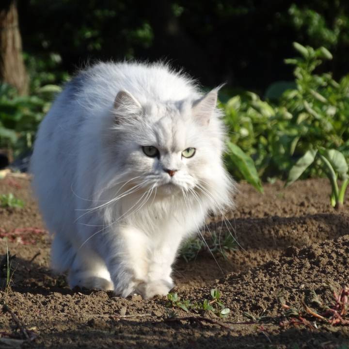 Cab271b2 42ed 485f 9a8d aeb253cd94e0