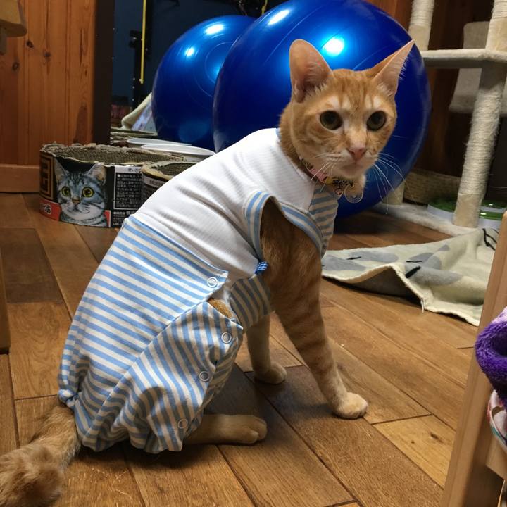 Cab7060f 9466 4240 bdb7 f51b07840a79