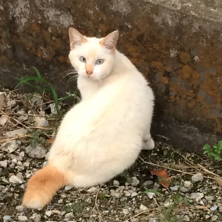 Cabd732b 115f 4f16 baaa fd53bfae3294