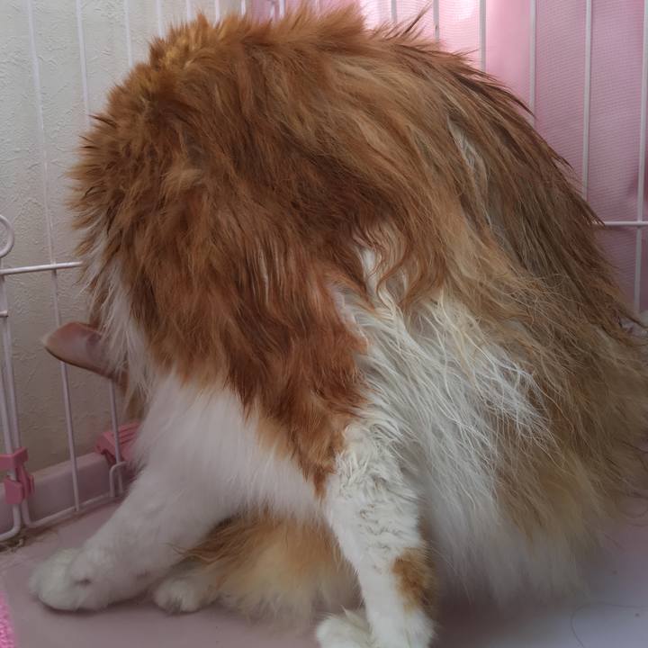 Cac06a1e a055 4366 9746 5a8e13bd3629