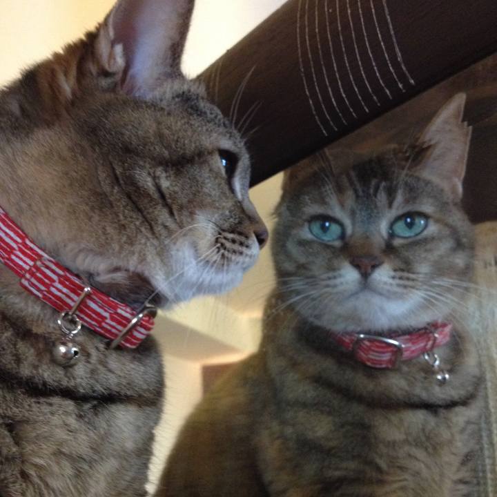 Cac5ae09 c27c 4733 97ac e6b6051e05f1