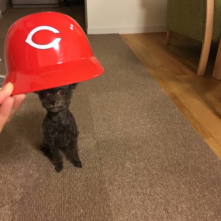 Cacaee83 42ff 4a18 9f97 bc112d8829a5