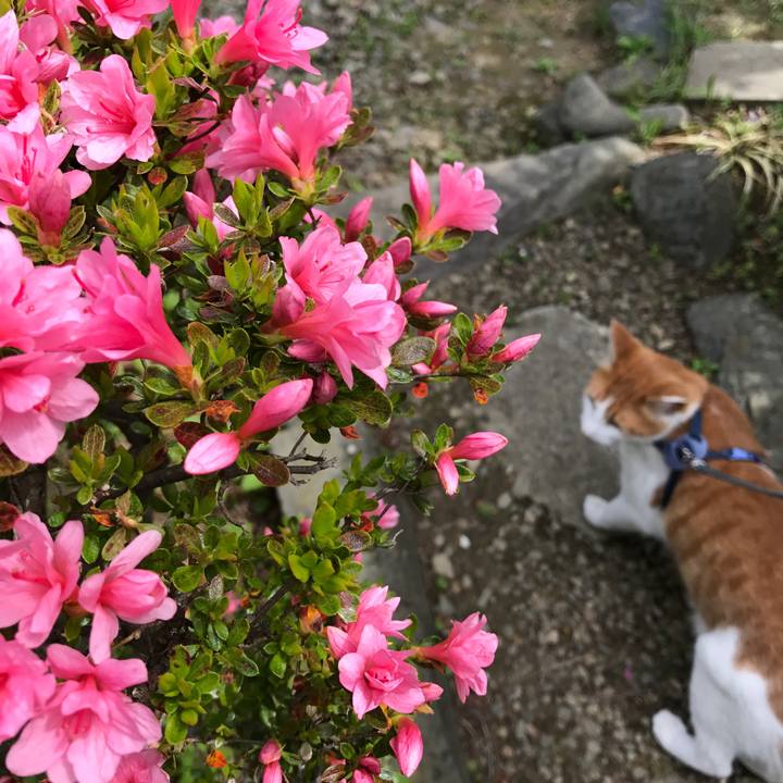 Cacb0e8a 3fe7 4794 8400 a389a1d87d58