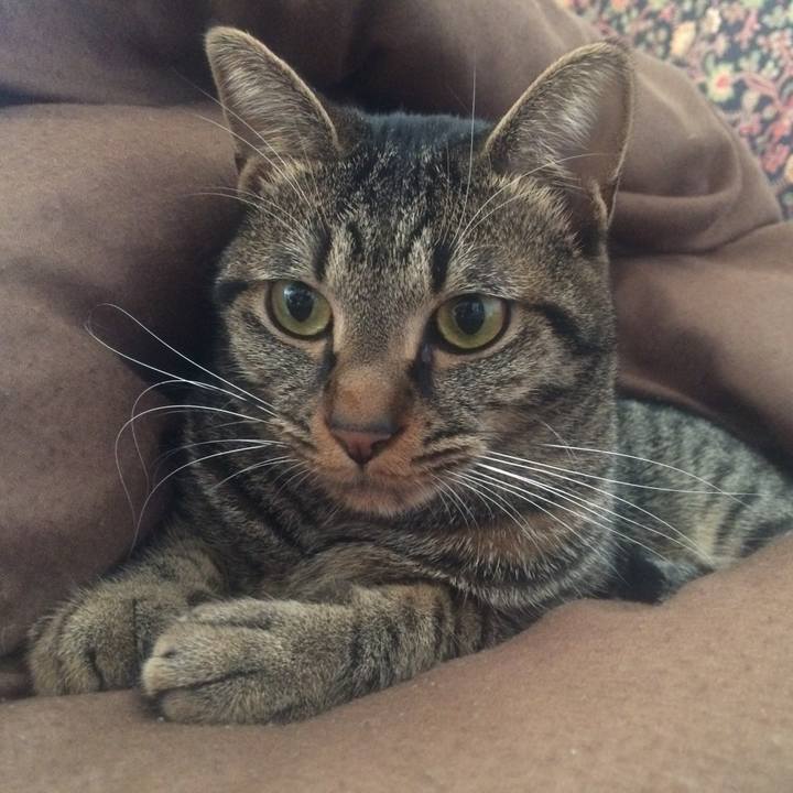 Caccd86b 534b 485c 8f20 a7cea234d42f