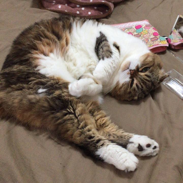 Cacd0ea0 430c 4ff9 bb80 b378f614d295