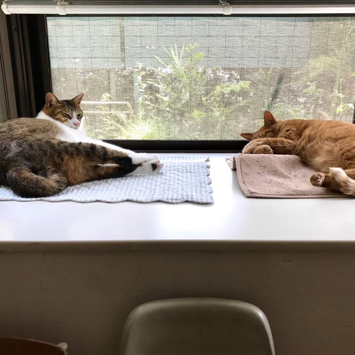 Cace2445 03f7 4bd3 a64d d0c8b5b58759